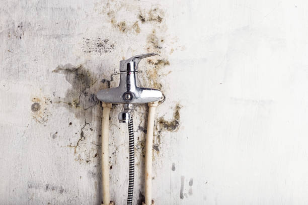 Best Home Mold Removal  in Concord, MO