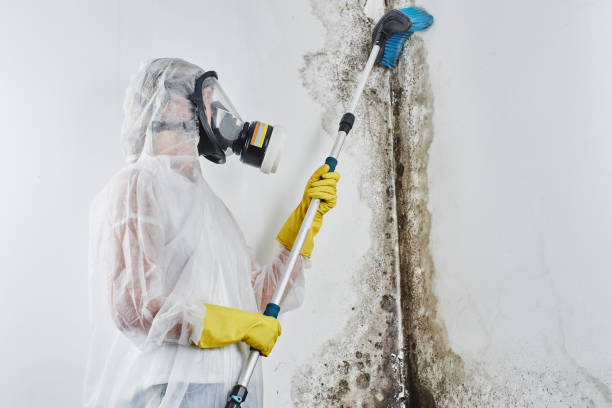 Best Emergency Mold Removal  in Concord, MO