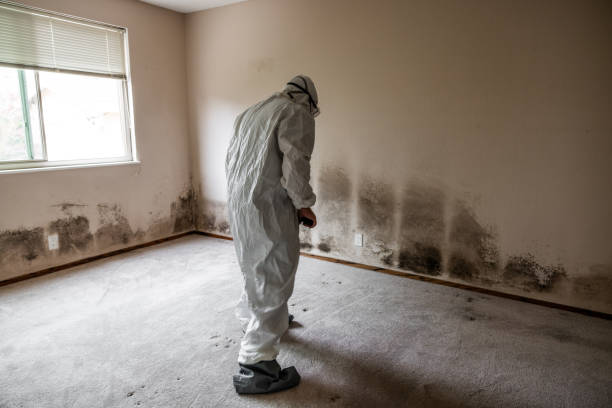 Best Attic Mold Removal  in Concord, MO