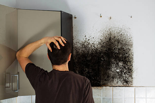 Best Fast Mold Removal  in Concord, MO