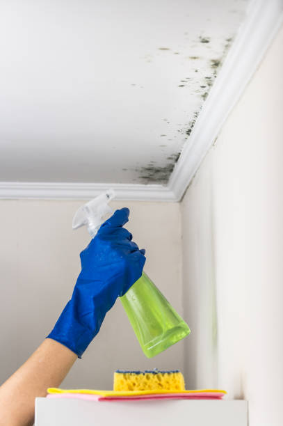 Best Mold Remediation  in Concord, MO